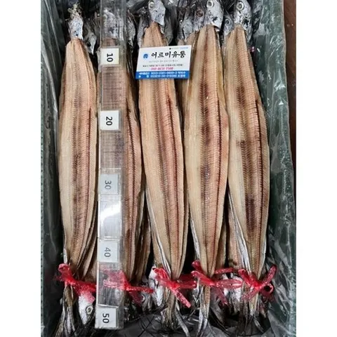 목포 건갈치 55cm내외 반건조 먹갈치 풀치, 1개, 10마리, 비손질