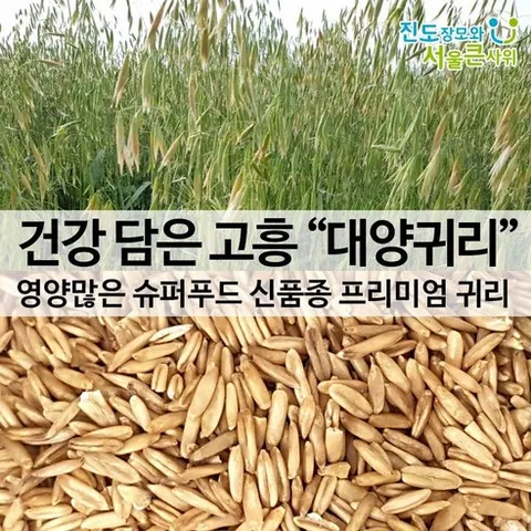 [진도장모와서울큰사위] 국산 대양귀리쌀 뉴스에 소개된 프리미엄 품종 [25년산 7월 출하]