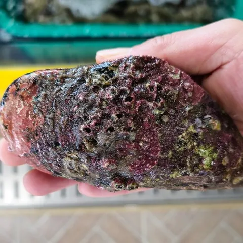 [당일발송]안면도 자연산 홍합(섭)1kg 특대/왕특대, 1개, 특대(3~5미)