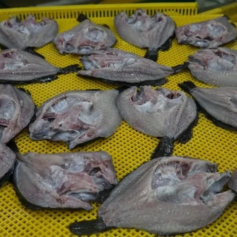 자연산손질반건조우럭6마리 900g 할복반건조생선