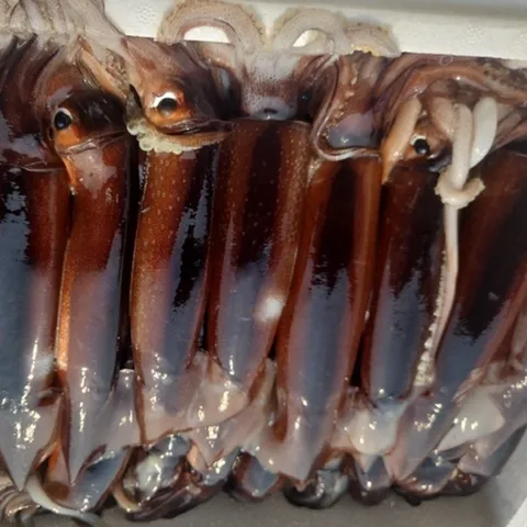 [급냉] 국산 선동오징어 초코오징어 생물오징어 1키로 2-5미, 1개, 1kg(3-5미)