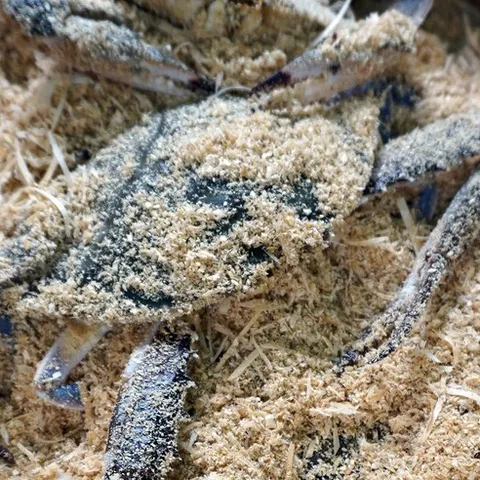 서해안 톱밥포장 생물꽃게, 톱밥꽃게, 1박스, 3kg