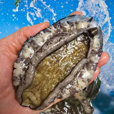 친절한이서방 왕특대 완도 활 전복 직거래, 1박스, (대) 15-17 1kg