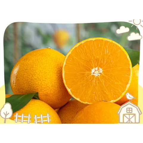 제주 명품 황금향 꿀당도 제주직송, 1개, 선물용 중과 3kg(실중량2.5kg) 13-16과