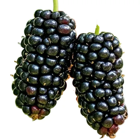 [판매량1등!] 국산 개량종 명품 냉동 오디, 1박스, 1kg (특품)