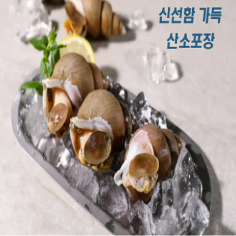 산소포장 더욱 신선하게 포항 선주직송 백골뱅이 백고동 골뱅이, 1개, 살아있는 활 1kg<대>20마리 내외