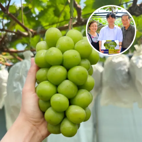 [홈쇼핑완판!] 영천 초고당도 20brix 선물용 샤인머스켓, 1개, 2kg_가정용(4수~)
