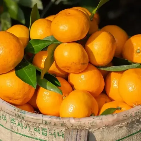 제주 귤로장생 노지감귤, 1개, 노지감귤 4.5kg 로얄과