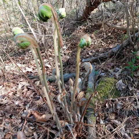 지리산특산물 햇고비 국내산 햇건고비 건고비 고비 고비나물 말린고비 야생 봄나물 산나물 산야초 깨치미 깨초미 고비나물 깨치미나물, 1개