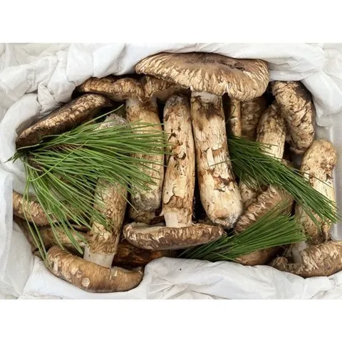 (2025년 국내산 송이 버섯) 가장 좋은 시세 / 등외품 [원산지 : 경북 영덕군], 1박스, 500g