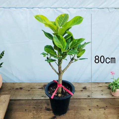 청년농부 뱅갈고무나무 중품, 1개