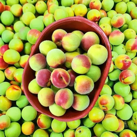 2026년 햇 매실 쪼갠매실 광양 청매실 남고매실 황매실 액기스용 홍매실, 1개, 5kg(대)