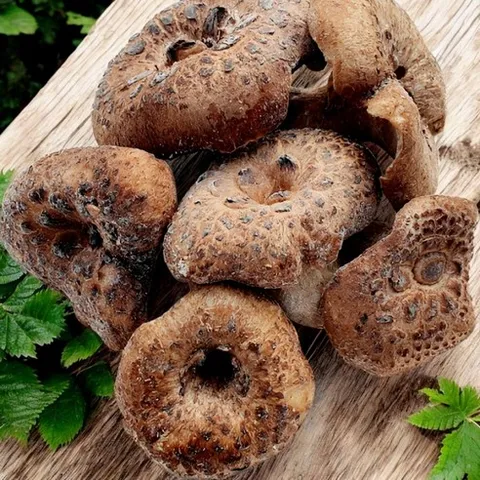 [정성식품] 자연산 특A급냉동능이버섯 /티벳 직수입 /명품 식재료 /프리미엄 보양버섯/백숙 재료, 1개, 특A급 5kg