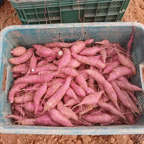 달달 해남 25년 햇 밤 고구마 수확 농장 직거래, 1박스, 10kg (한입)