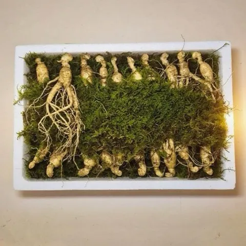 동의보감 5~6년근 못난이 [파지삼] 20뿌리 총200g/3만원 ( 재배의 어려움으로 2026/ 2/1일부터 20뿌리/ 3만원은 파지삼으로 변경 기존 품질은 15뿌리/3만원), 10g, 20개