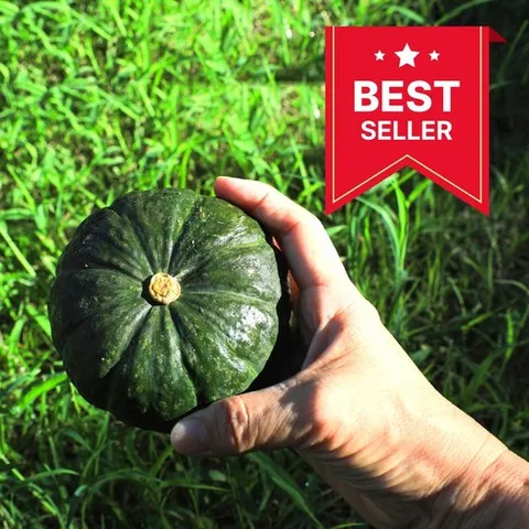 삼형제 보우짱 미니밤 단호박, 1개, 보우짱단호박(3kg)