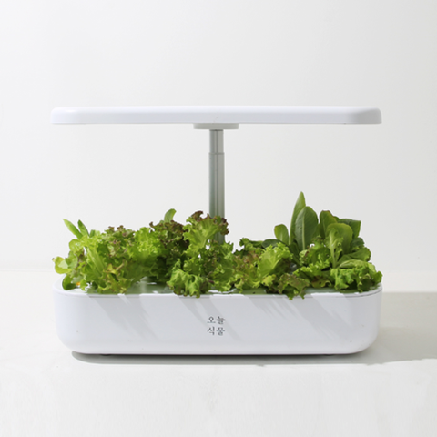 [방송중 이가격] 오늘식물 AIR 식물 수경재배기 (가정용 스마트팜)