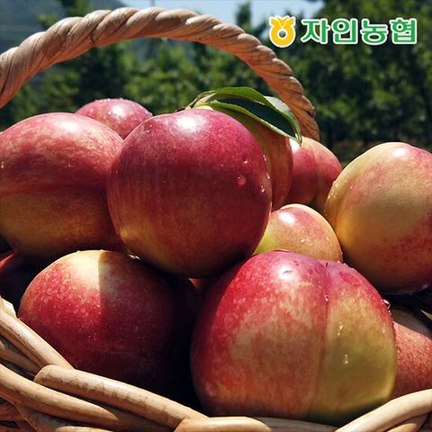 [농협] 신비복숭아 3kg (750gx4팩)