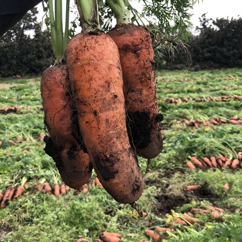 [제주직송] 제주 구좌 햇 당근 9kg