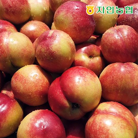 맛있는家 경북 자인농협 신비복숭아 750gx4팩 총3kg