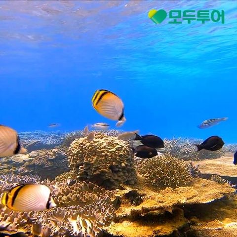 [모두원행] 오키나와 3/4일 ★푸른동굴 스노클링 포함★