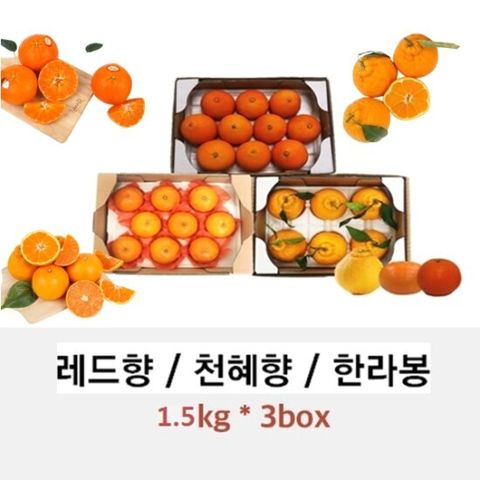 제주 레드향+한라봉+천혜향 세트 (각 1.5kg, 총 4.5kg)