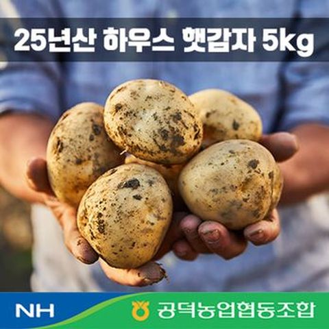 25년 김제 공덕농협 특등급 햇 감자 5kg