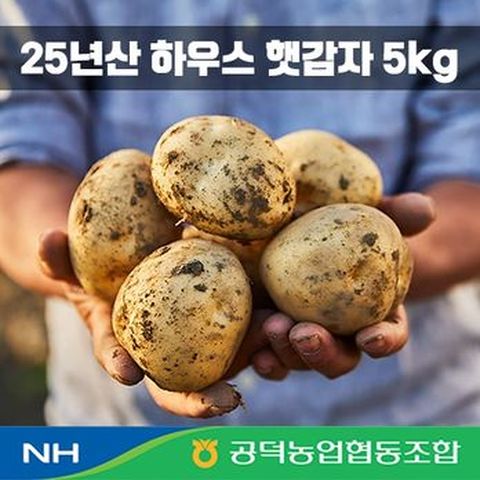 25년 김제 공덕농협 특등급 햇 하우스 감자 5kg