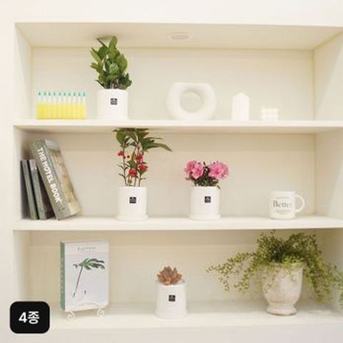 공기정화식물 인기4종(금전수+천낭금+철쭉+다육식물)+식물영양제 35mlX10