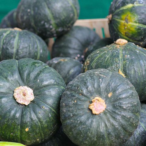 [삼성카드5%할인]제주 보우짱 미니 밤호박 8kg(과당 300~400g / 20~27개) 