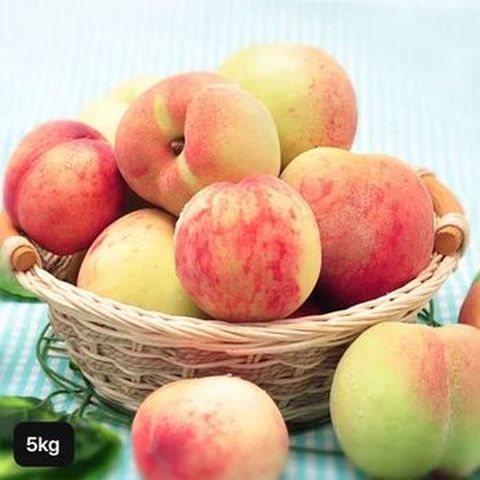 25년 햇 열매나무 경북 햇 백도 복숭아 5kg