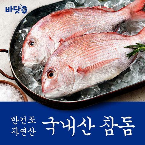 [카드 5%할인](m)[바닷가]국내산 자연산 반건조 참돔 300g*5팩
