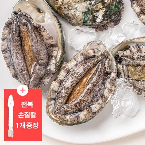 [바다마을] [바다마을]완도 활전복 특대 20미 1.6kg + 전복 손질 도구
