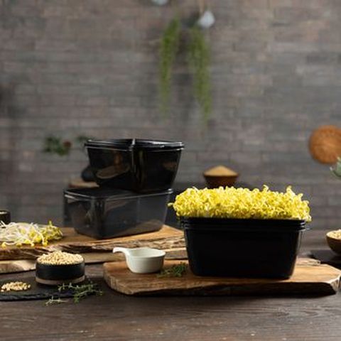 제주에서 자란 콩나물 재배 세트(콩나물콩 400gX5봉+콩나물 재배기)