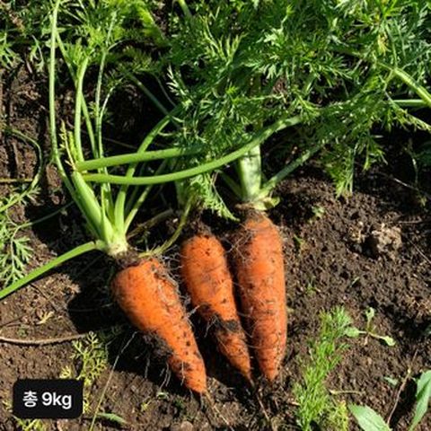 2025년 햇 제주구좌당근4.5kg+4.5kg (총 9kg)