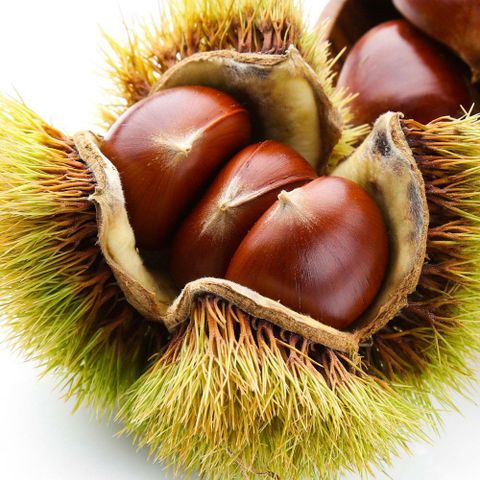 [롯데카드5%할인]부여 햇밤 (대) 2.5kg