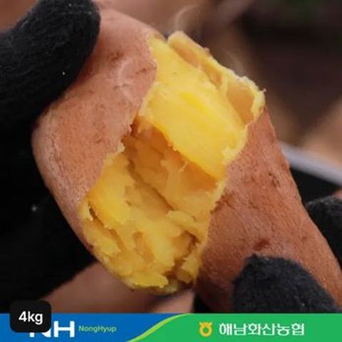 화산농협 해남 햇 호박고구마 4kg(특상)