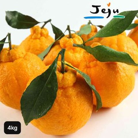 2025년 햇 제주한라봉 4kg