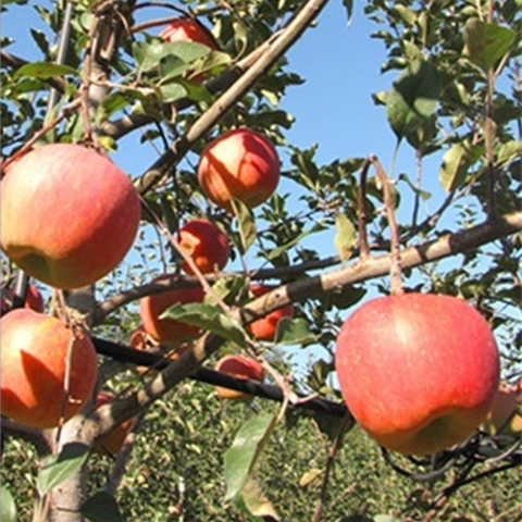 이레뜰 경북 햇 부사 보조개사과 4.5kg * 1박스