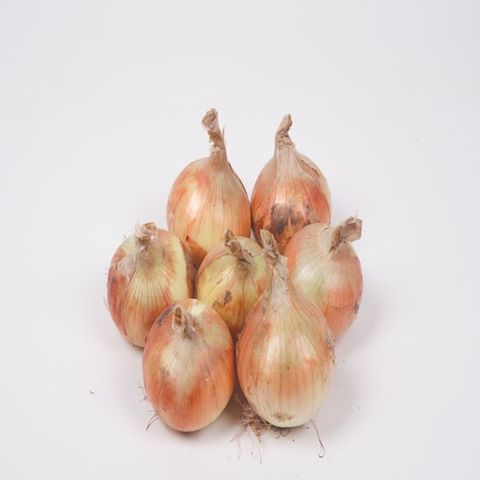 산지직송 의성 양파 특/왕특 10kg