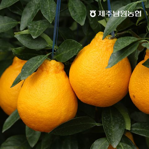 맛있는家  제주 곱들락 한라봉 2kg