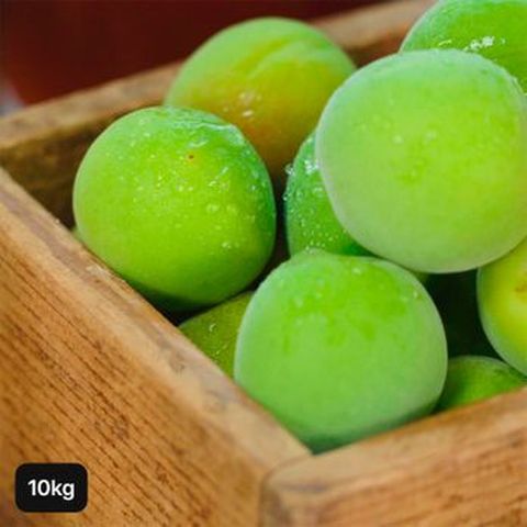 광양동부농협 특등급 햇 청매실 10kg (L사이즈)