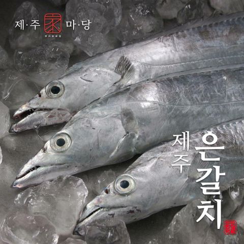 [카드 5%할인][제주가마당] 특대 제주 은갈치 3마리(420g x 3팩 / 총 12토막)