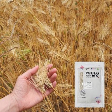 (26년 햇 국내산) 산들바람 진도 늘보리 800gx6봉_산지직송