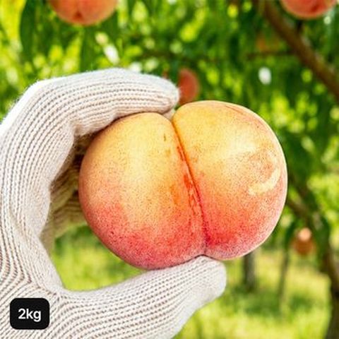 경산 햇 대극천 복숭아 2kg