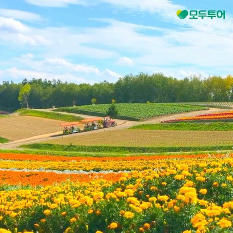 [*특집전]모두투어 시.그.니.처 북해도 4일! 도야/오타루/비에이/삿포로 핵심투어 꽉찬일정!