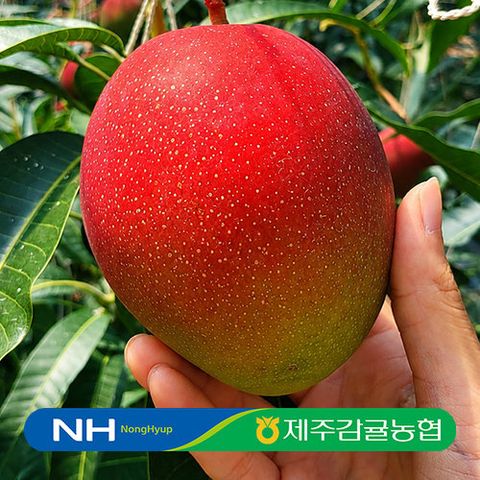 [농할할인][농협] 제주 애플망고 2kg  x 1박스
