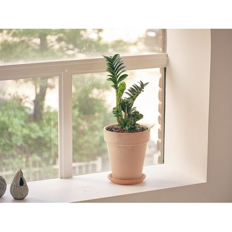 플랜트스토리 [스폐셜에디션] 보석금전수+이태리 수입 토분+받침대(풀세트구성)