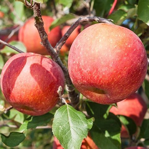 더자인 달콤한 경북 제철 부사사과 5kg 17-23과