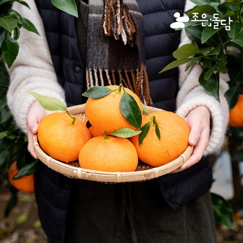 귤로올레 제주 햇 레드향 4kg(14-27과)